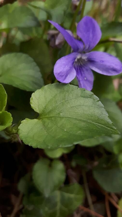 Viola × uechtritziana — houseplant care guide