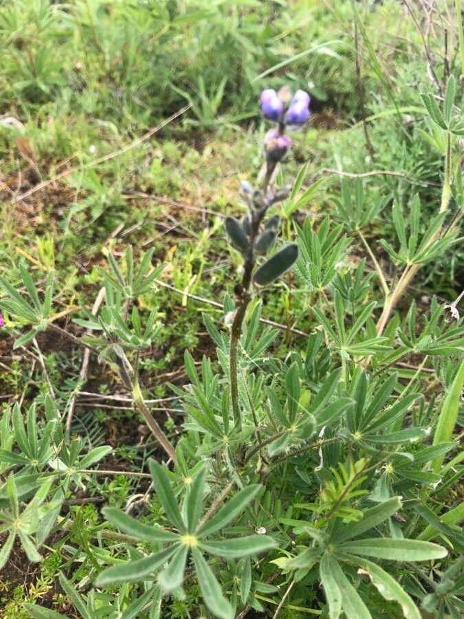 Lupinus oreganus — search result for 'Lupinus'