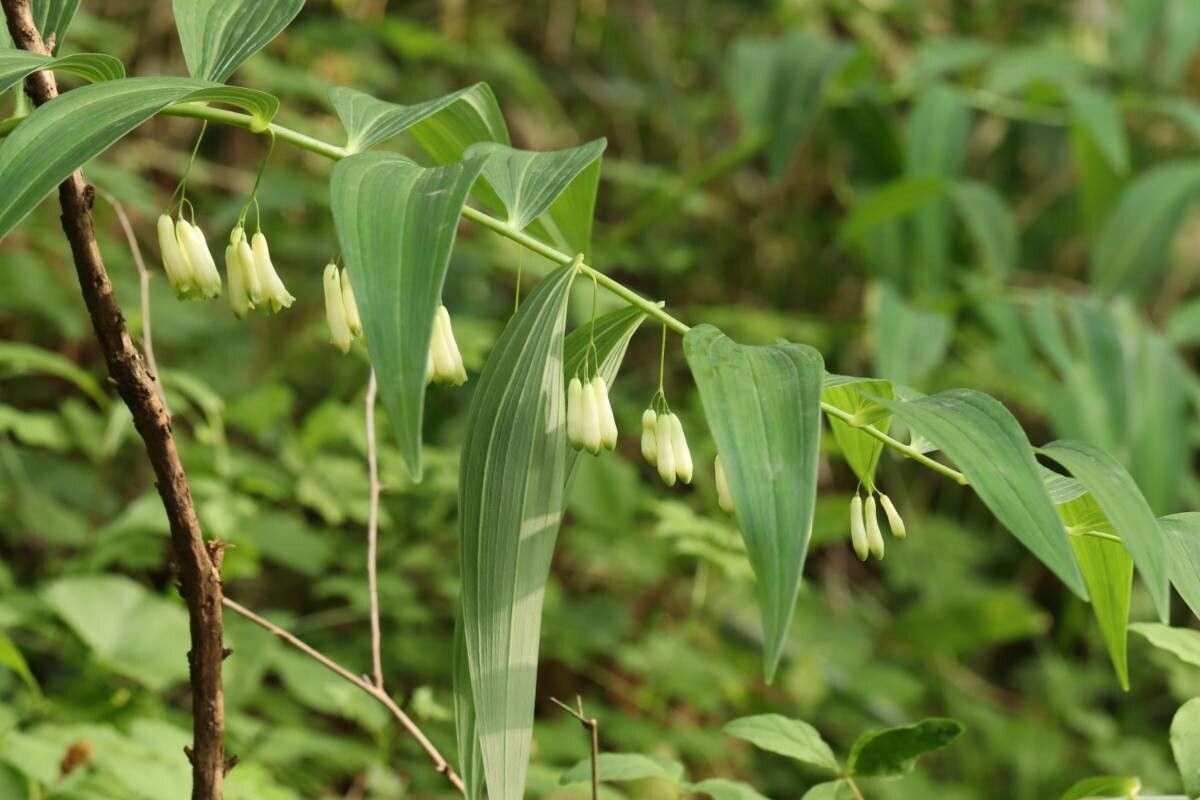 Polygonatum falcatum flower