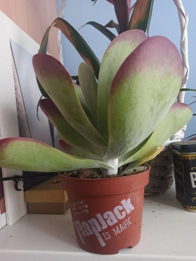 Kalanchoe bipartita — search result for 'Kalanchoe'