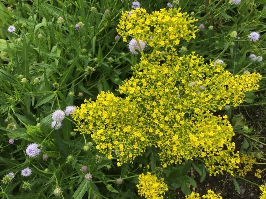 Patrinia scabiosifolia flower