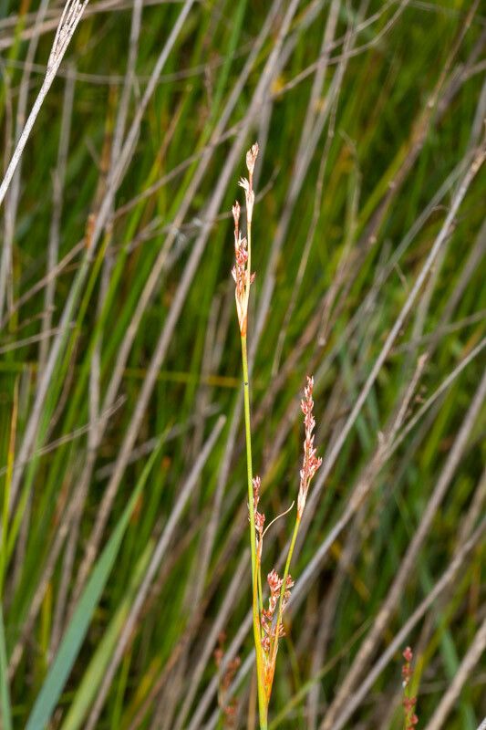 Juncus subulatus fruit