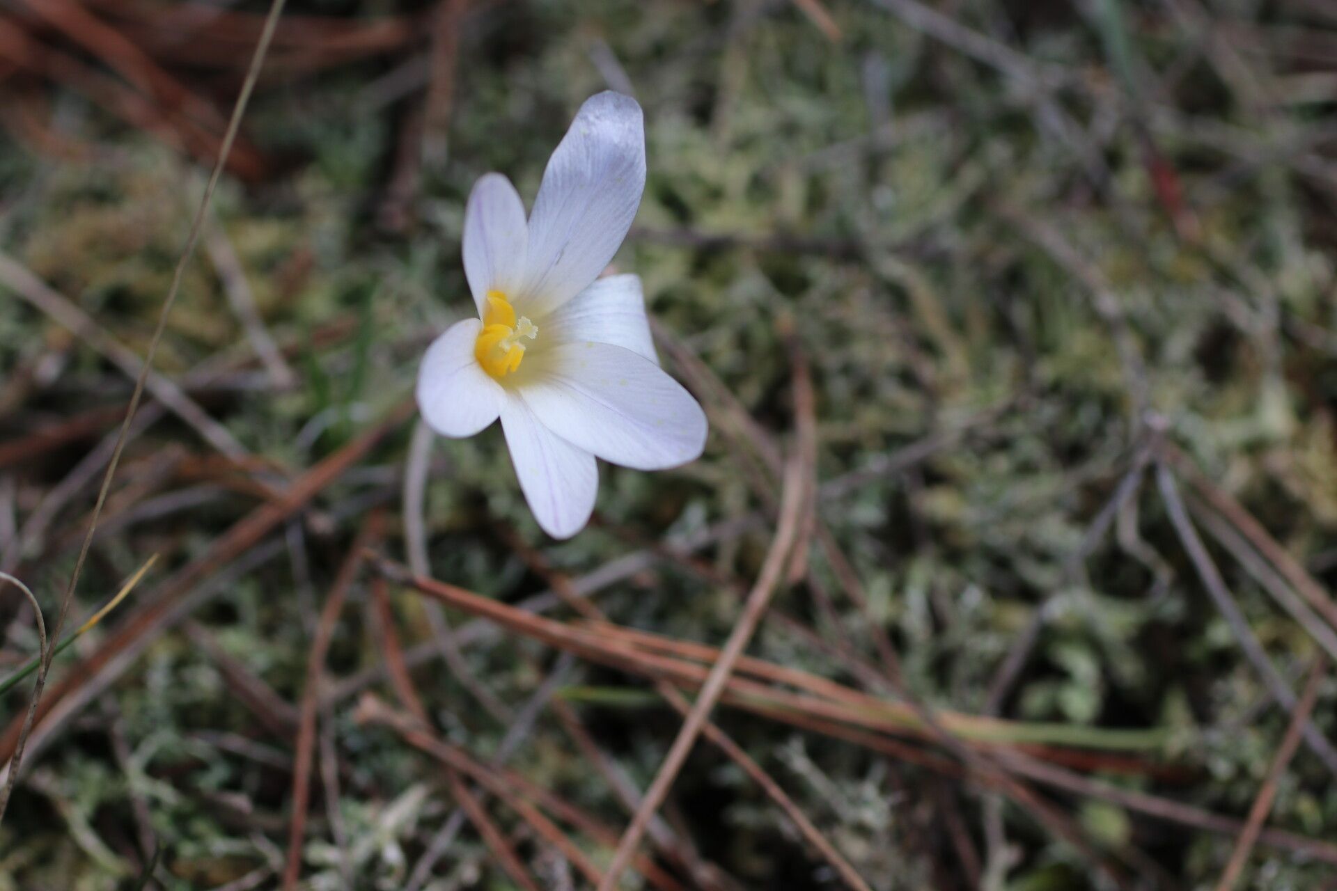 Crocus nevadensis flower