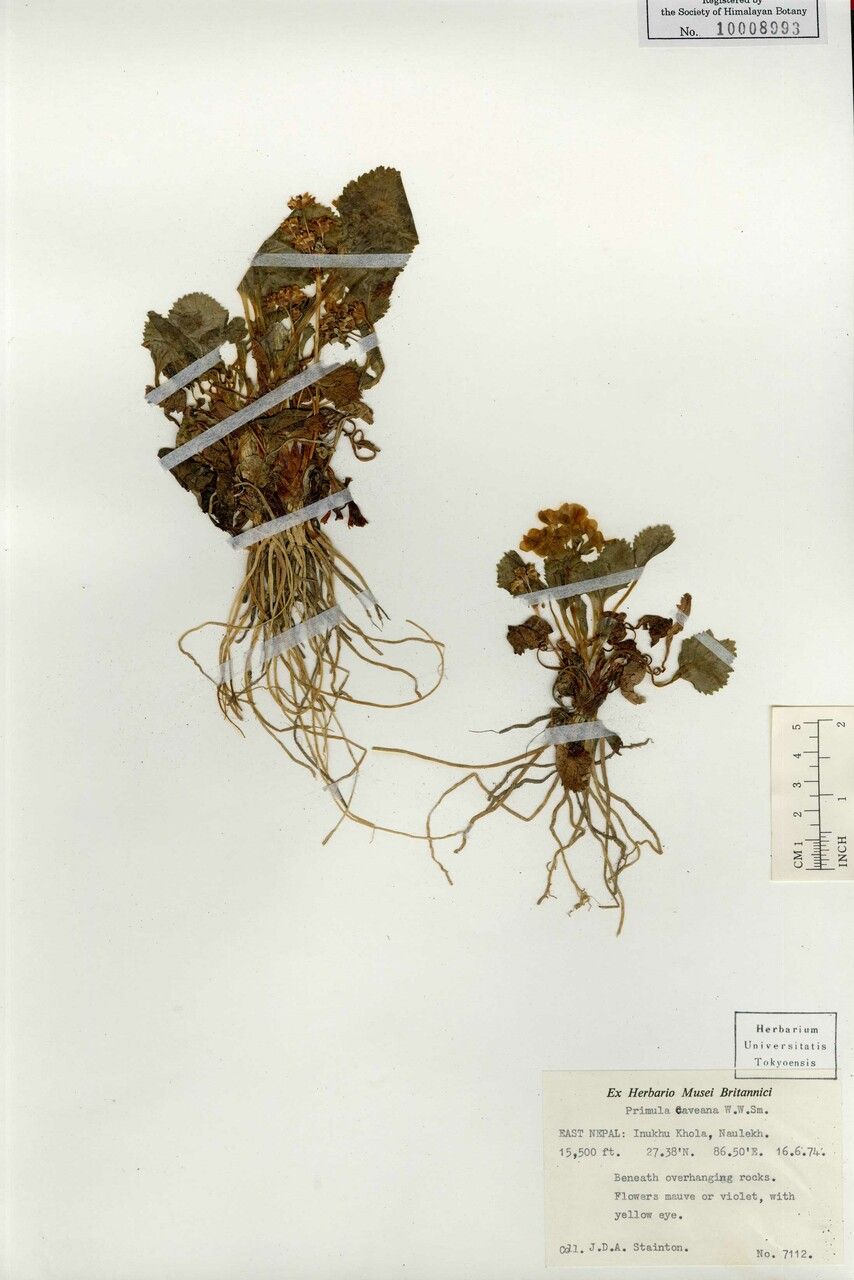 Primula caveana — houseplant care guide