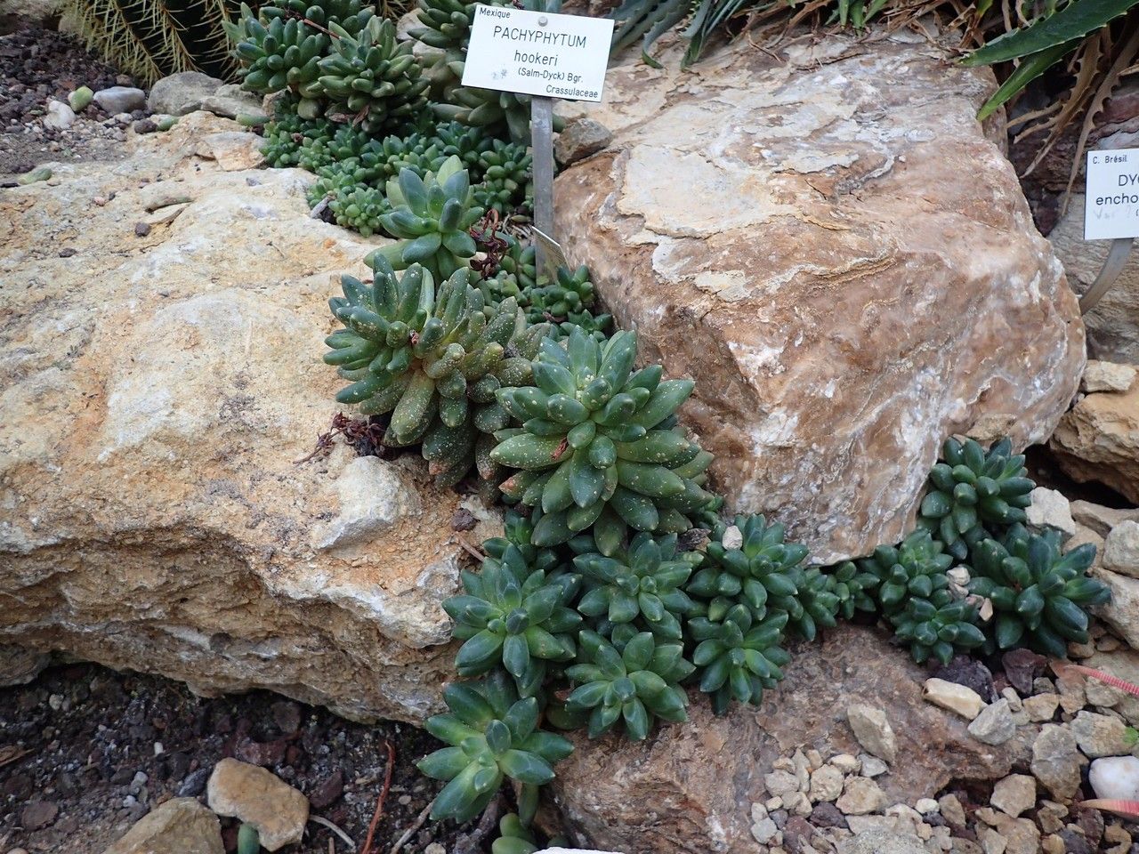 Pachyphytum hookeri habit