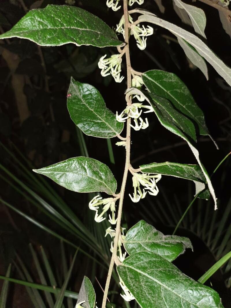 Cestrum strigillatum flower