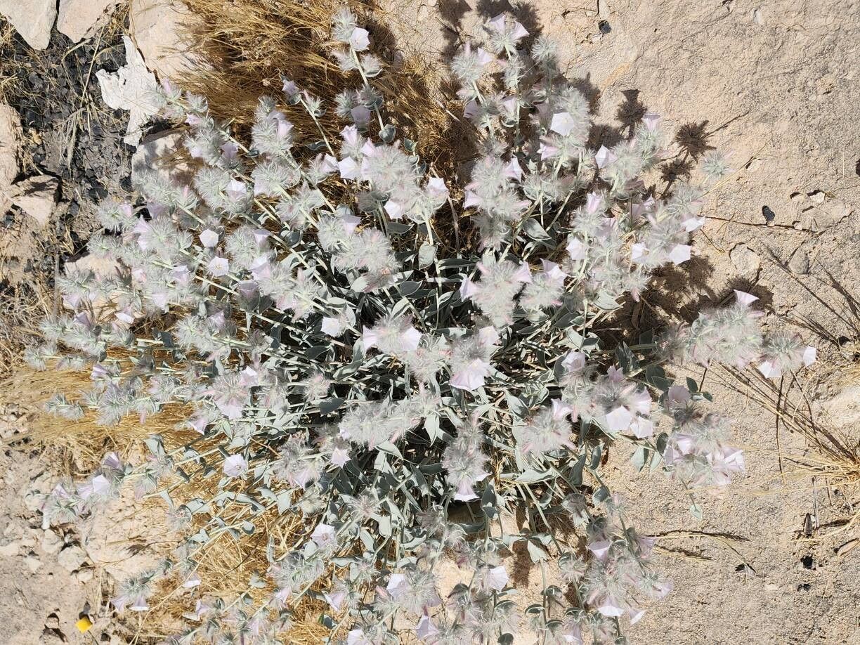 Convolvulus cephalophorus habit