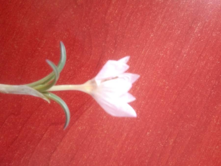 Crocus danfordiae — houseplant care guide