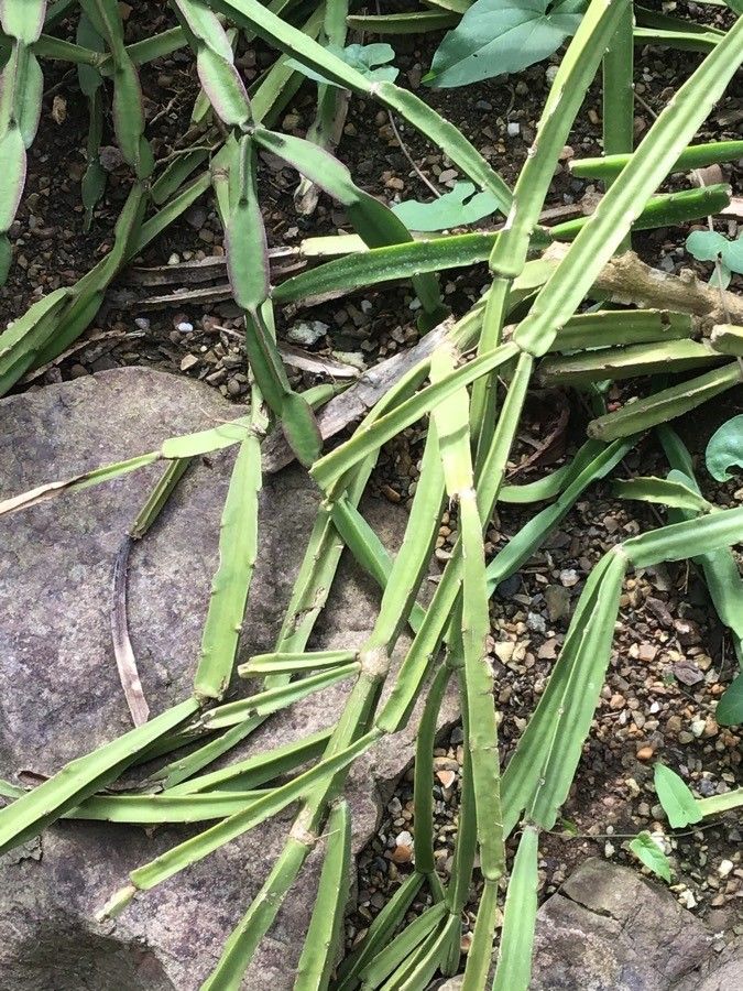 Rhipsalis cereoides — search result for 'Rhipsalis'