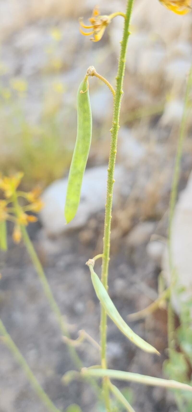 Cleome oxypetala fruit