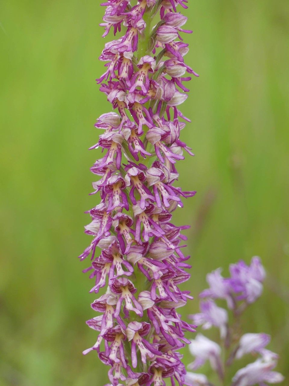 Orchis x spuria flower