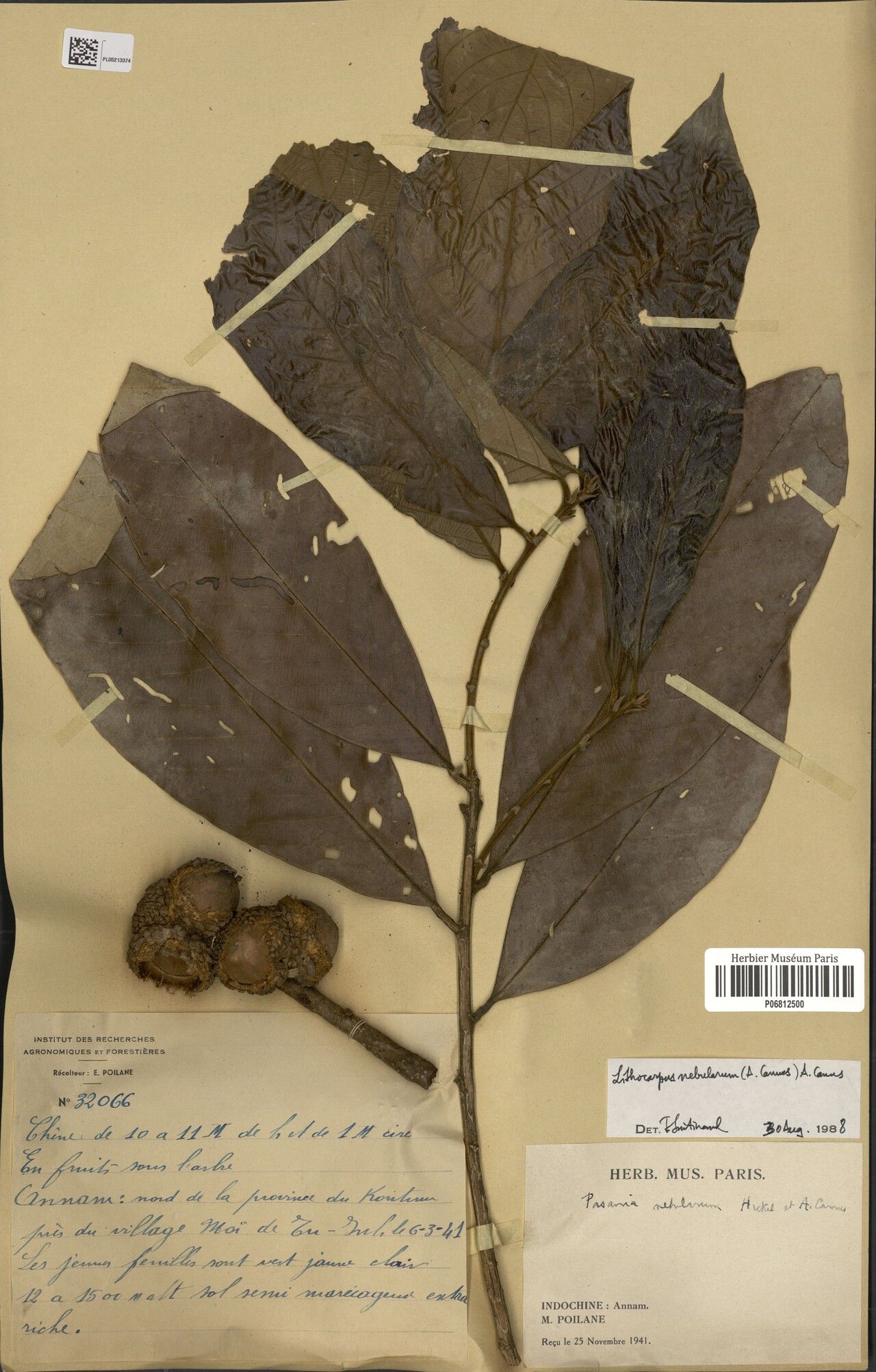 Lithocarpus nebularum — houseplant care guide