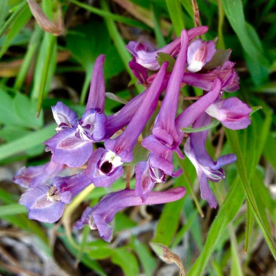 Corydalis solida flower