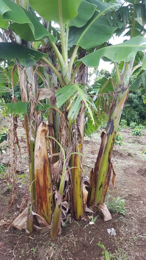 Musa balbisiana fruit