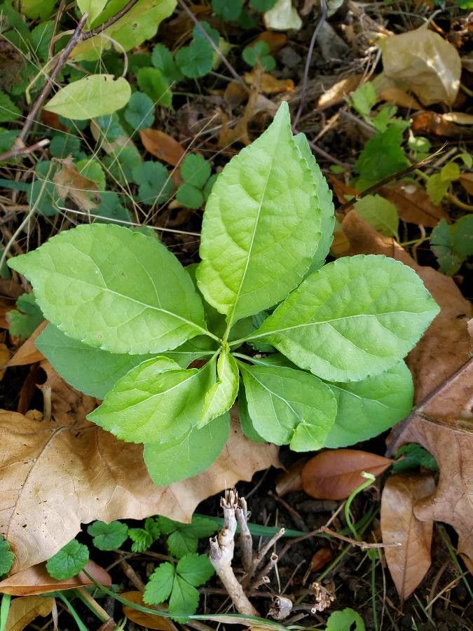 Orthilia secunda — search result for 'Ericaceae'