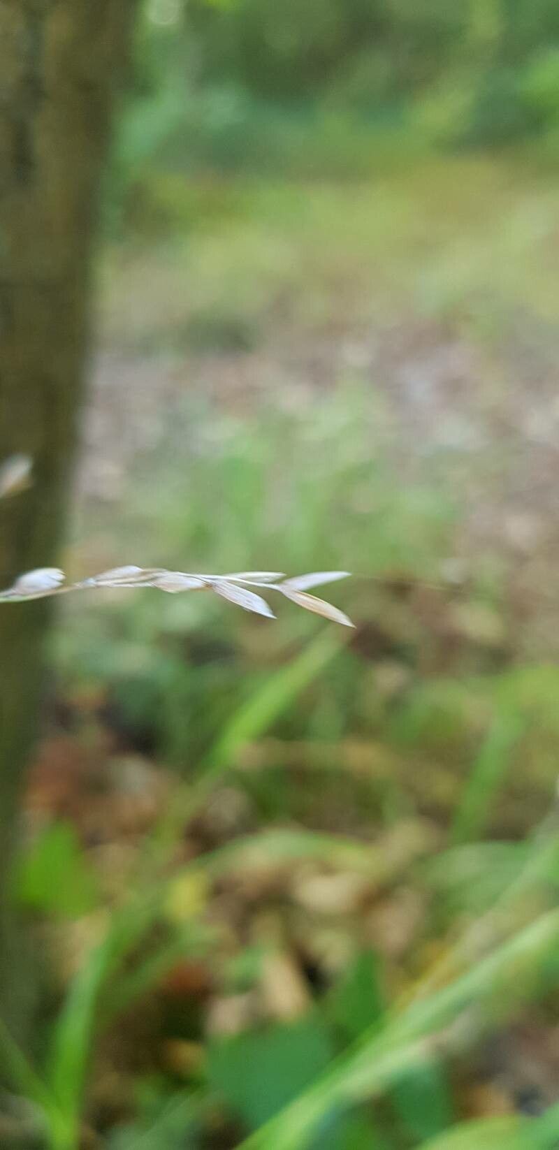 Melica uniflora fruit