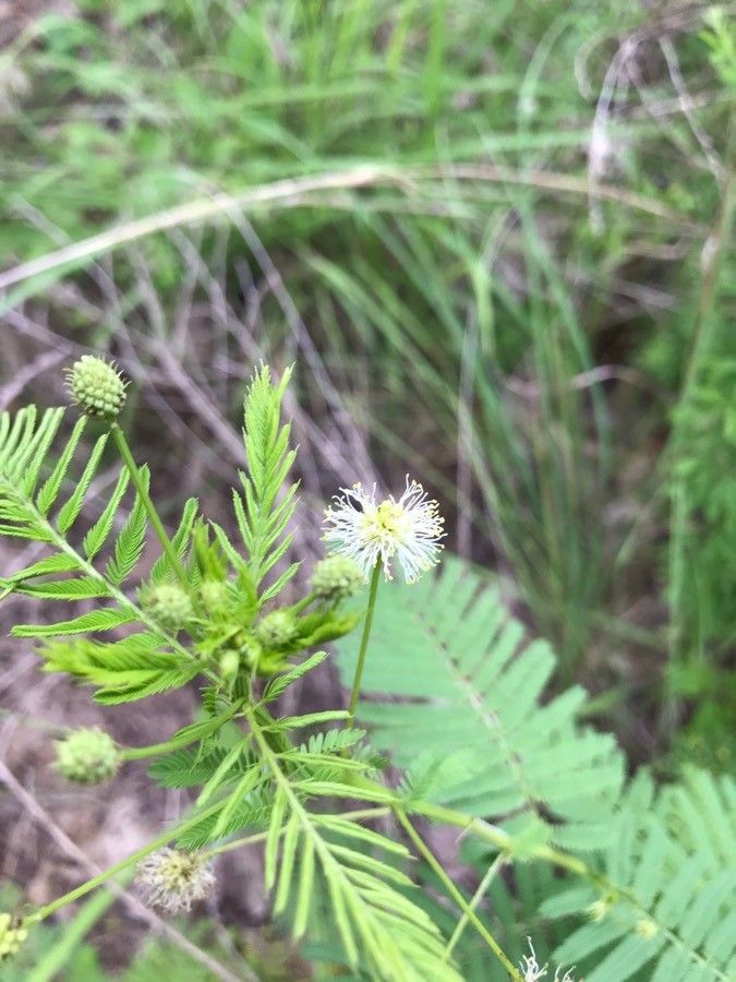 Desmanthus illinoensis flower
