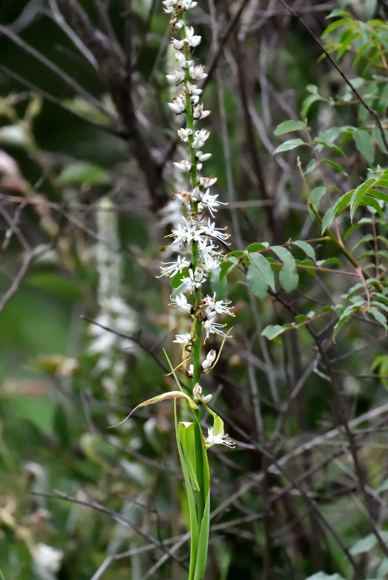 Chlorophytum longifolium — search result for 'Chlorophytum'