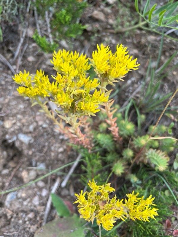 Petrosedum montanum flower