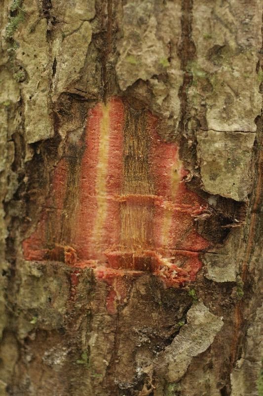 Pachira flaviflora other