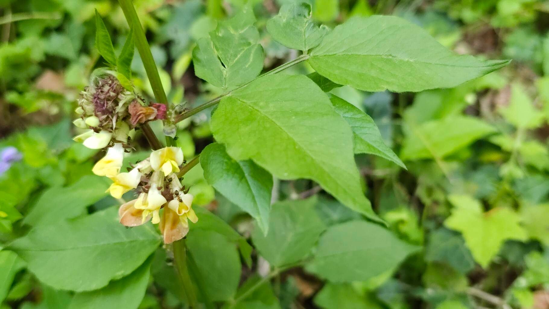 Vicia oroboides flower