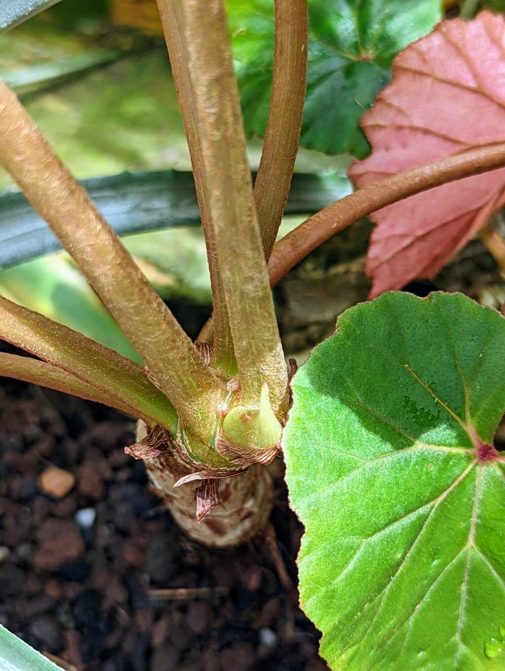 Begonia cardiocarpa bark