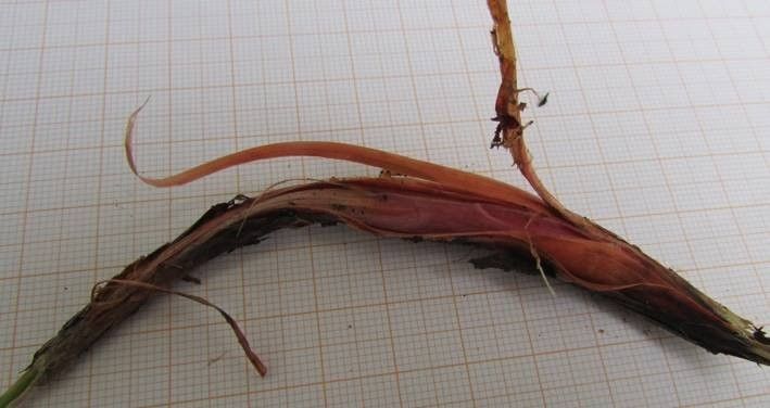 Allium saxatile bark