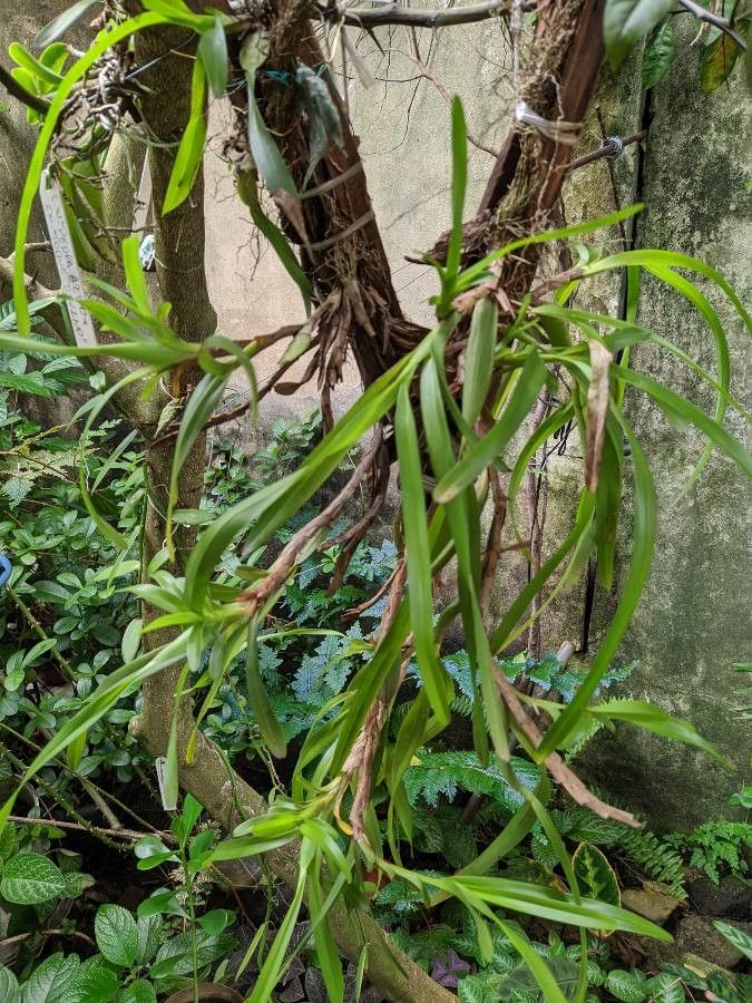 Maxillaria camaridioides — houseplant care guide