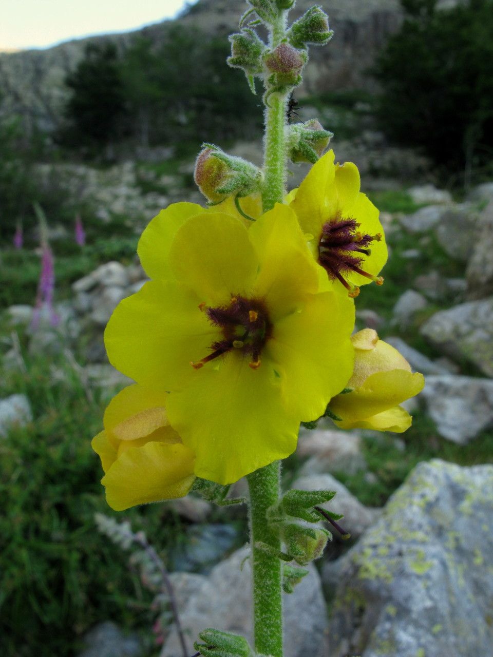 Verbascum conocarpum flower