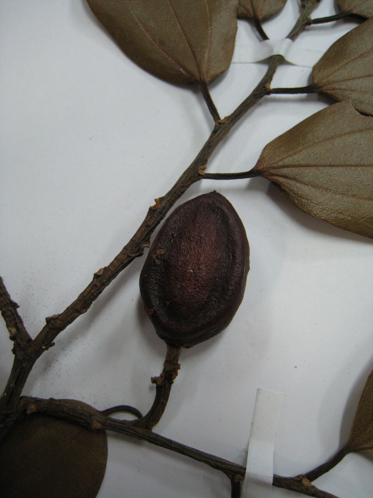 Sarcomphalus cinnamomum other