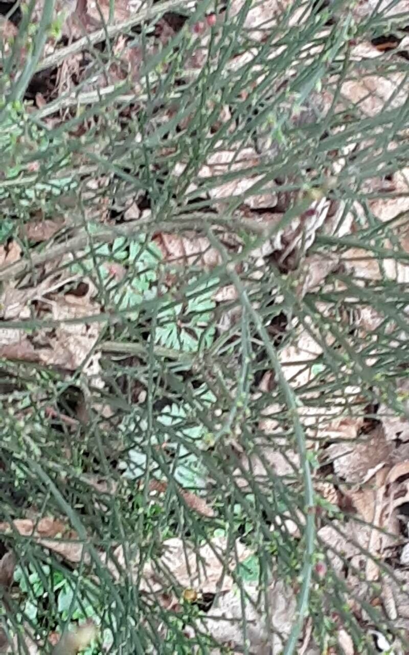 Cytisus × praecox bark