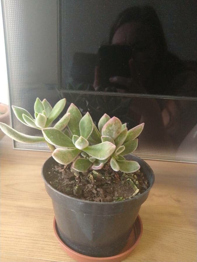 Echeveria harmsii — search result for 'Echeveria'