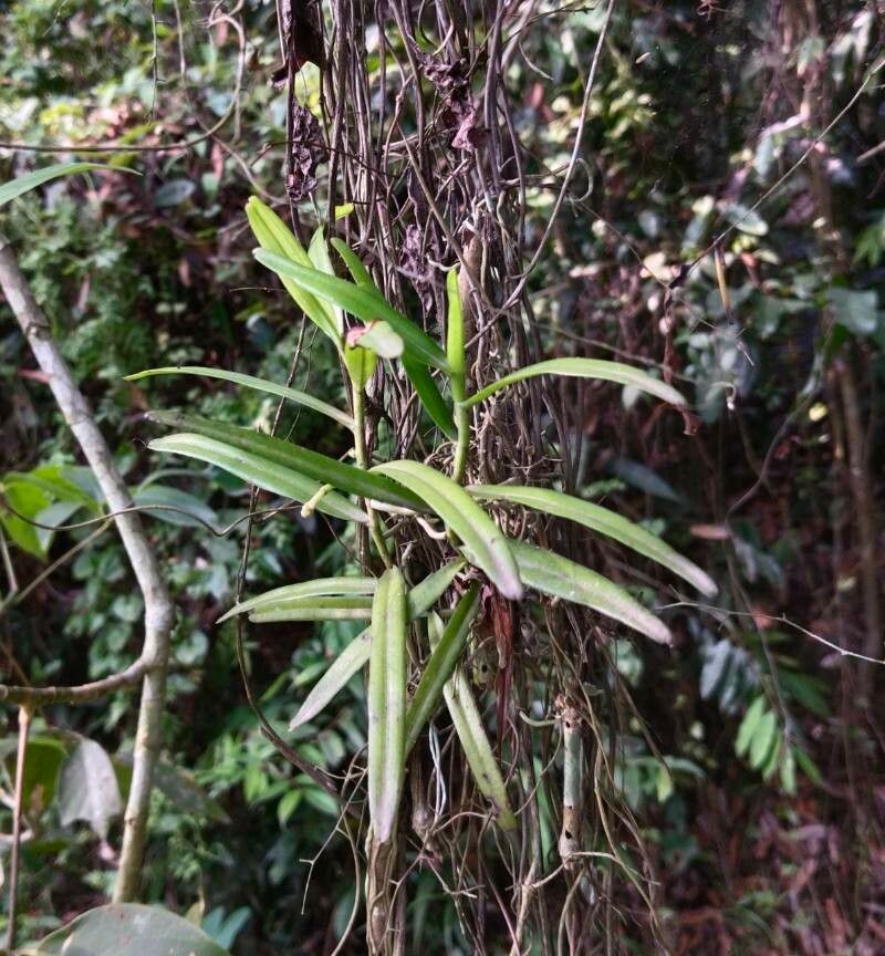 Micropera pallida — related species from the same genus