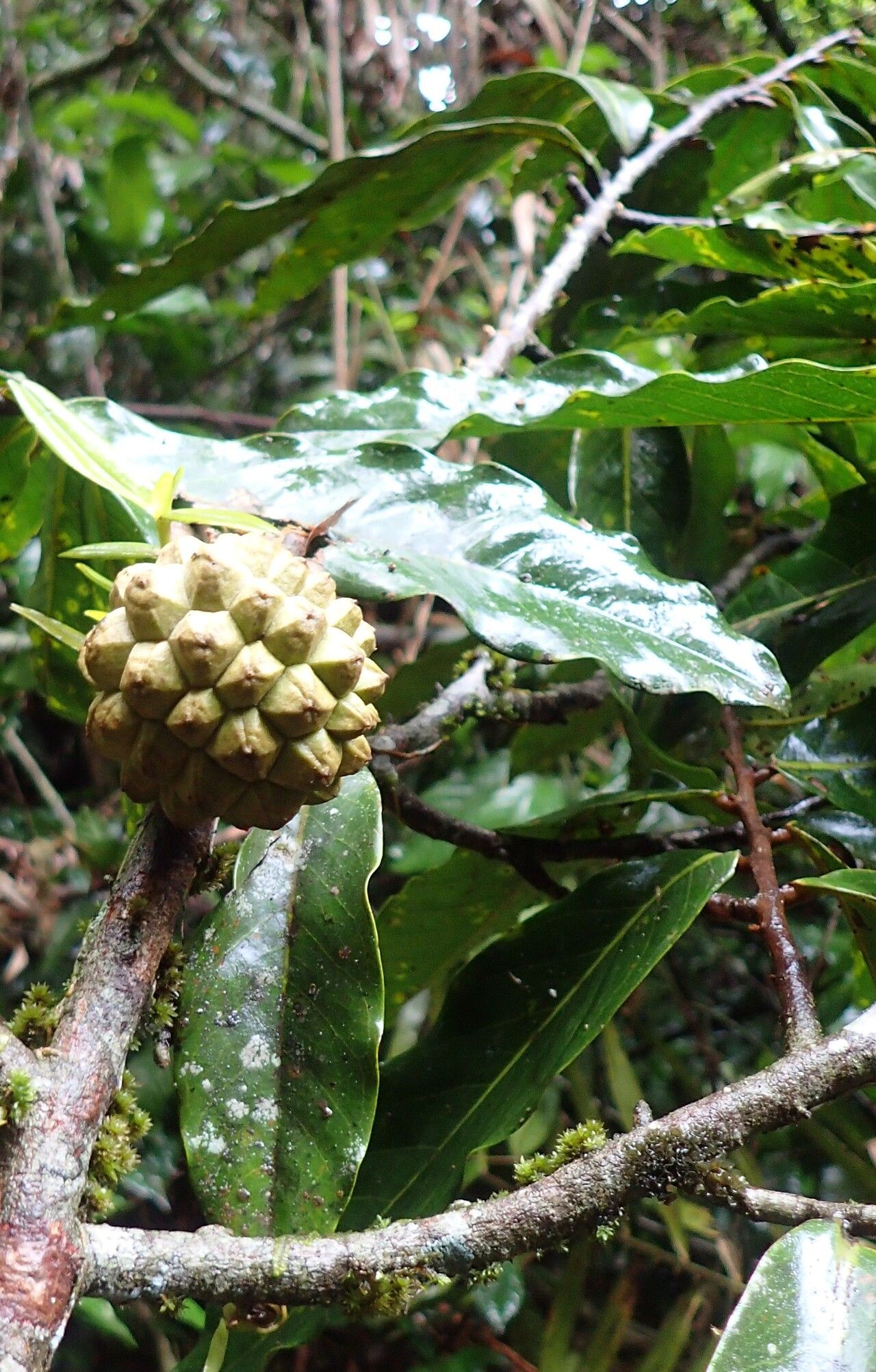 Duguetia staudtii fruit