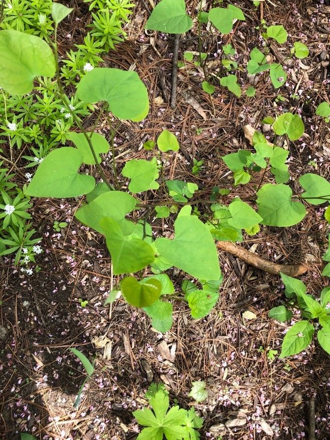 Aristolochia californica