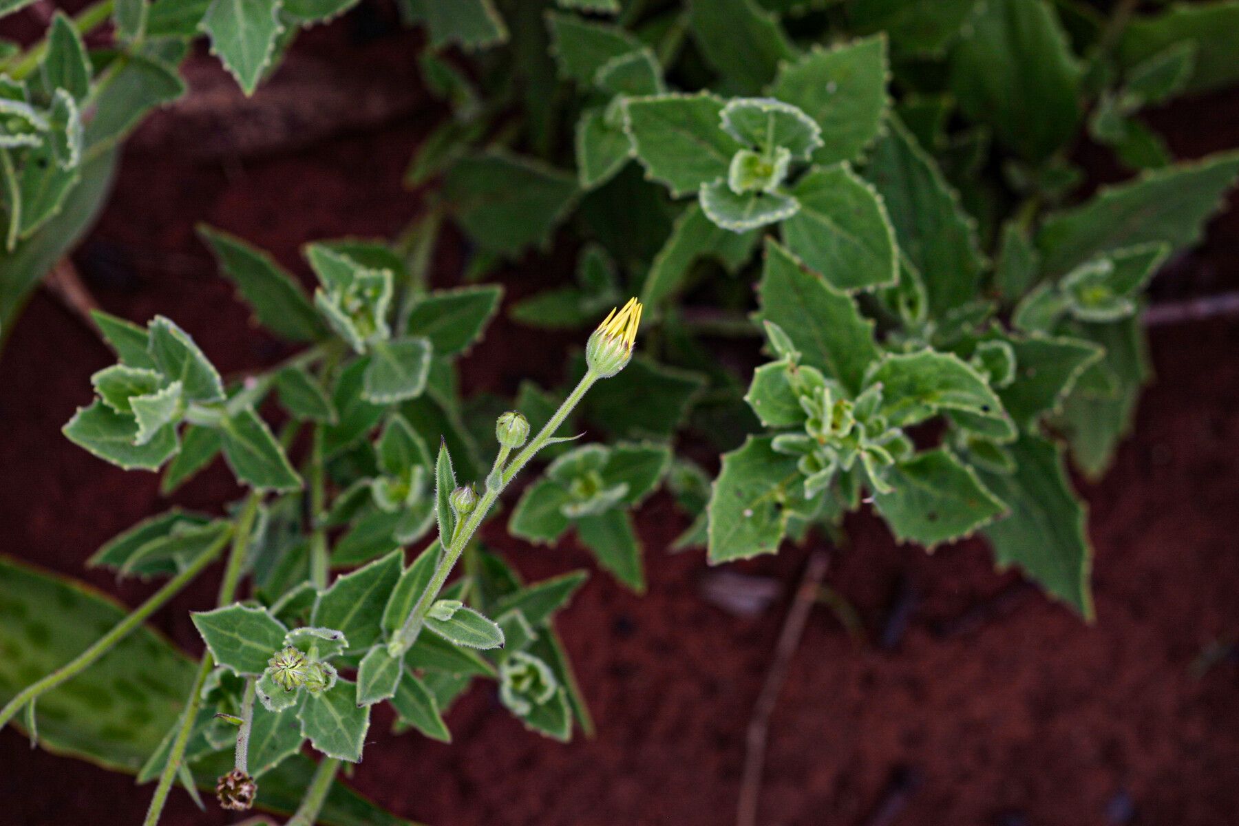 Osteospermum monocephalum habit