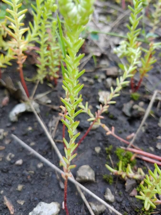 Sedum pulchellum bark