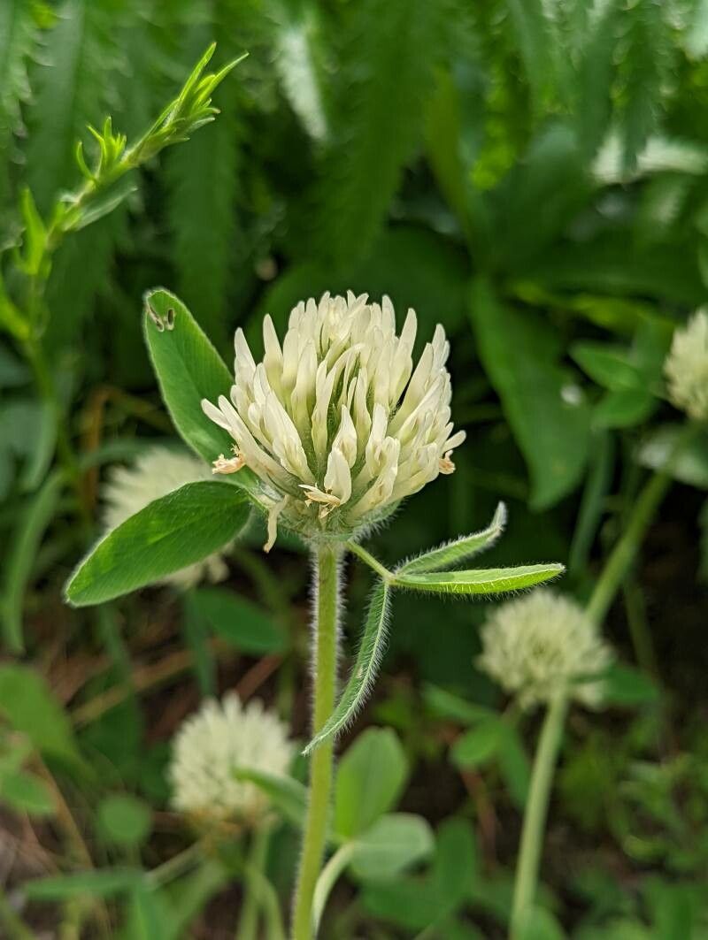 Trifolium trichocephalum flower