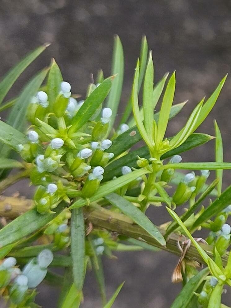 Podocarpus spinulosus fruit