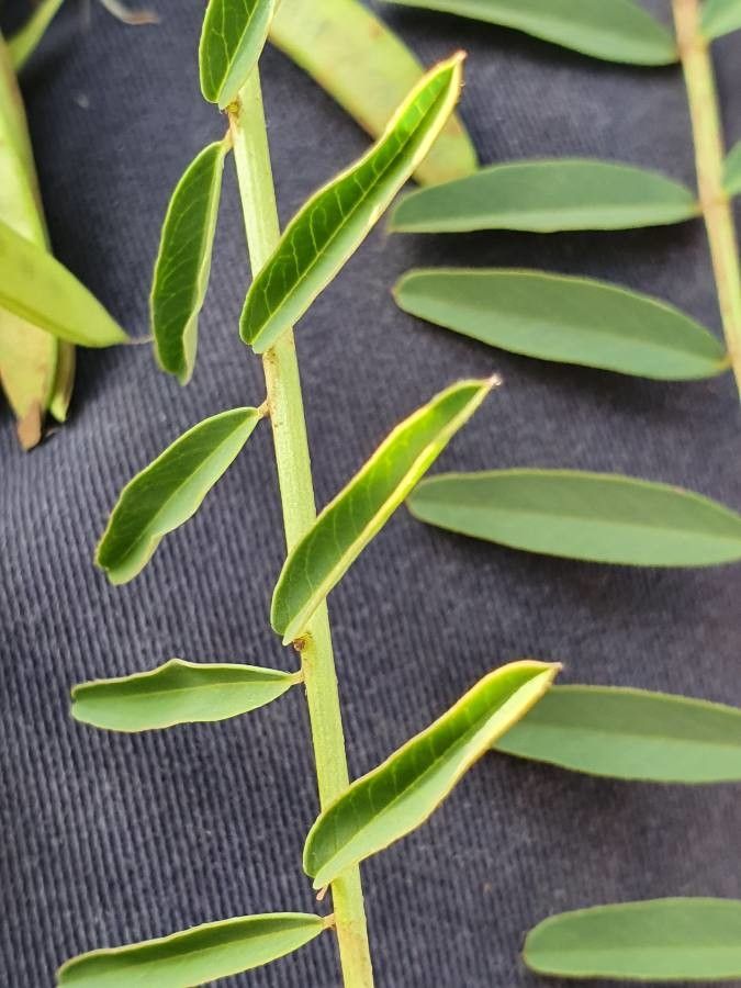 Astragalus atropilosulus leaf