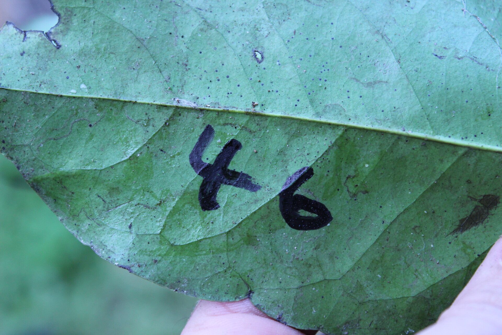 Diospyros physocalycina — houseplant care guide