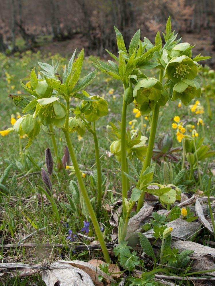 Helleborus cyclophyllus habit