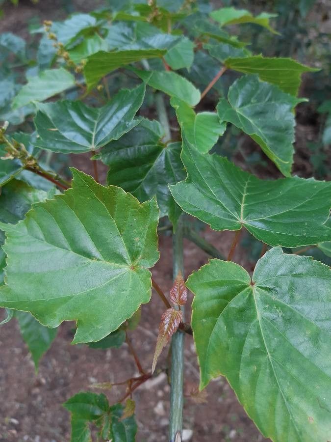 Acer rubescens — search result for 'Acer'