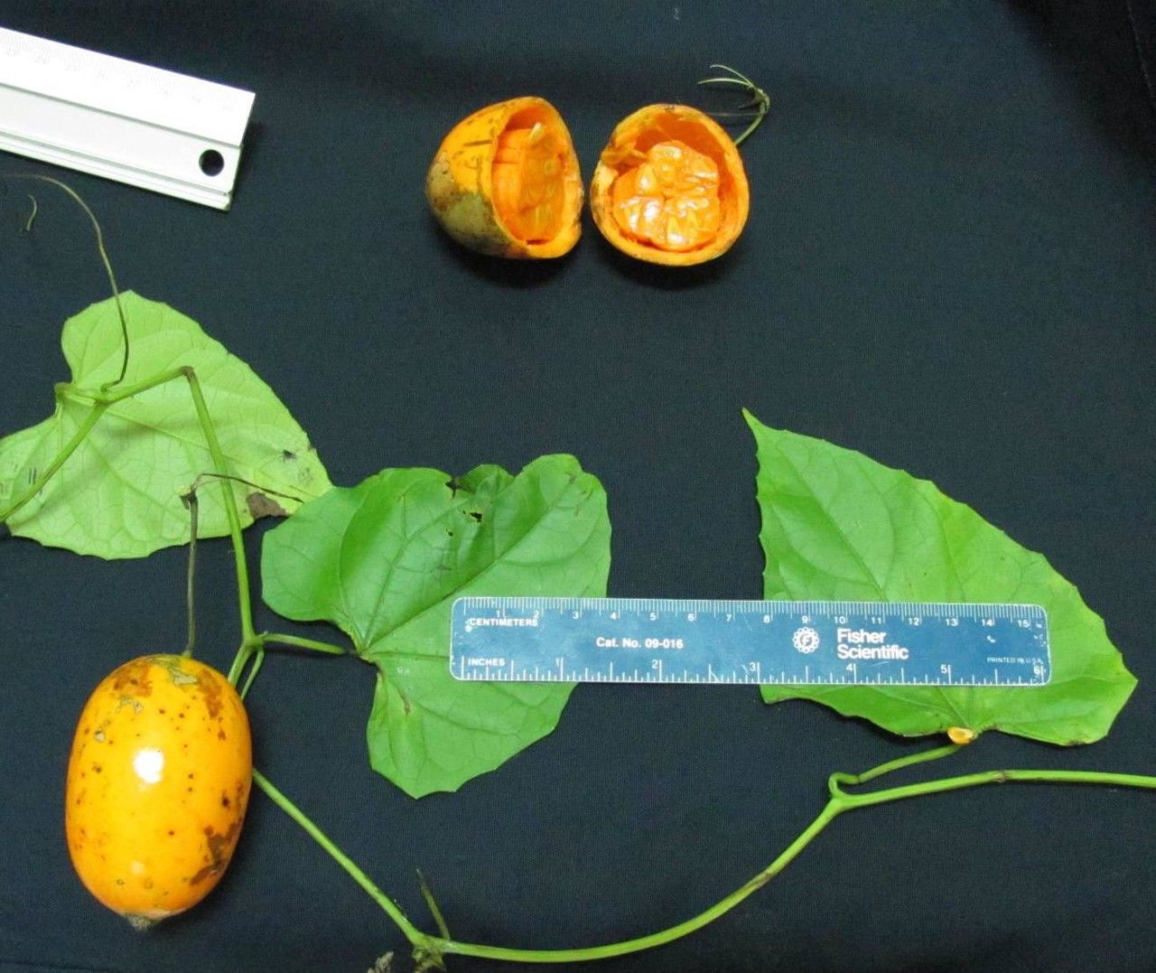 Melothria dulcis fruit