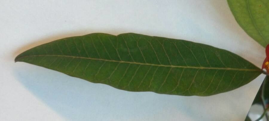 Euphorbia fulgens leaf