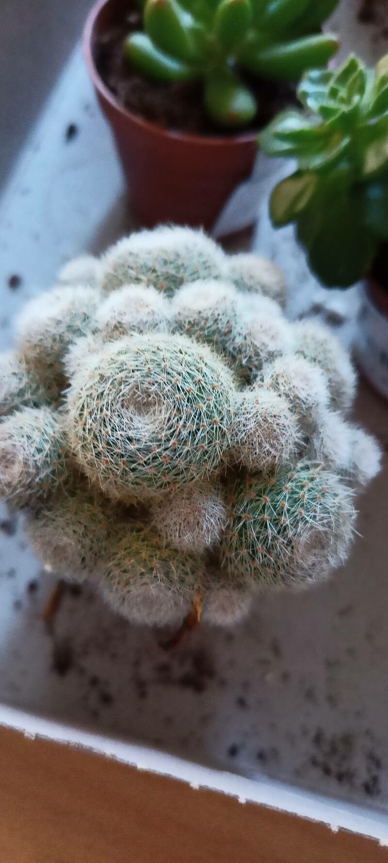 Rebutia albopectinata — related species from the same genus