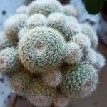Rebutia albopectinata