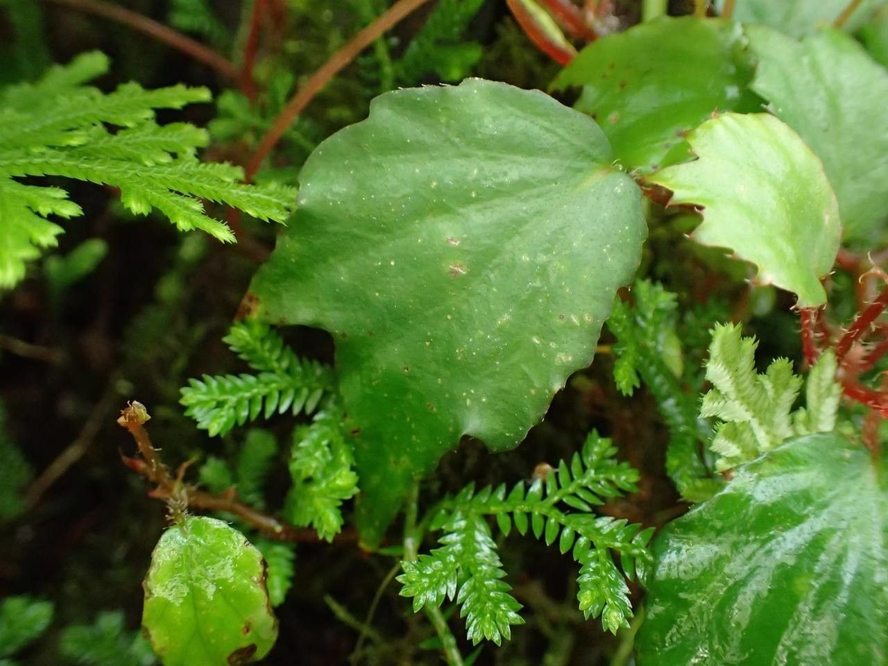 Begonia prismatocarpa — pet friendly houseplant
