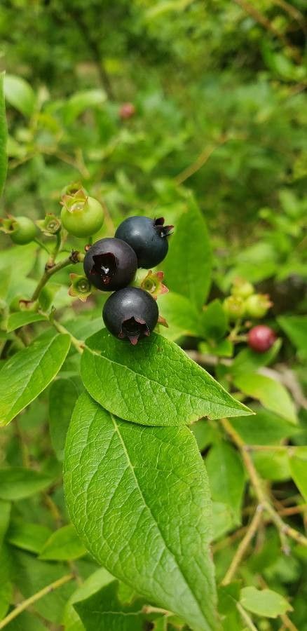 Vaccinium fuscatum fruit