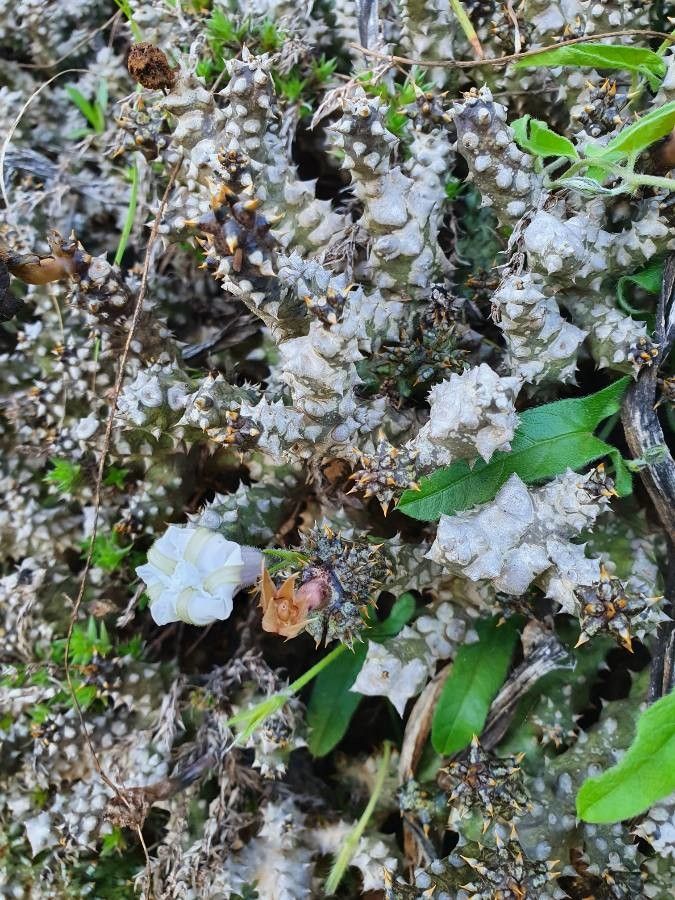 Edithcolea grandis leaf